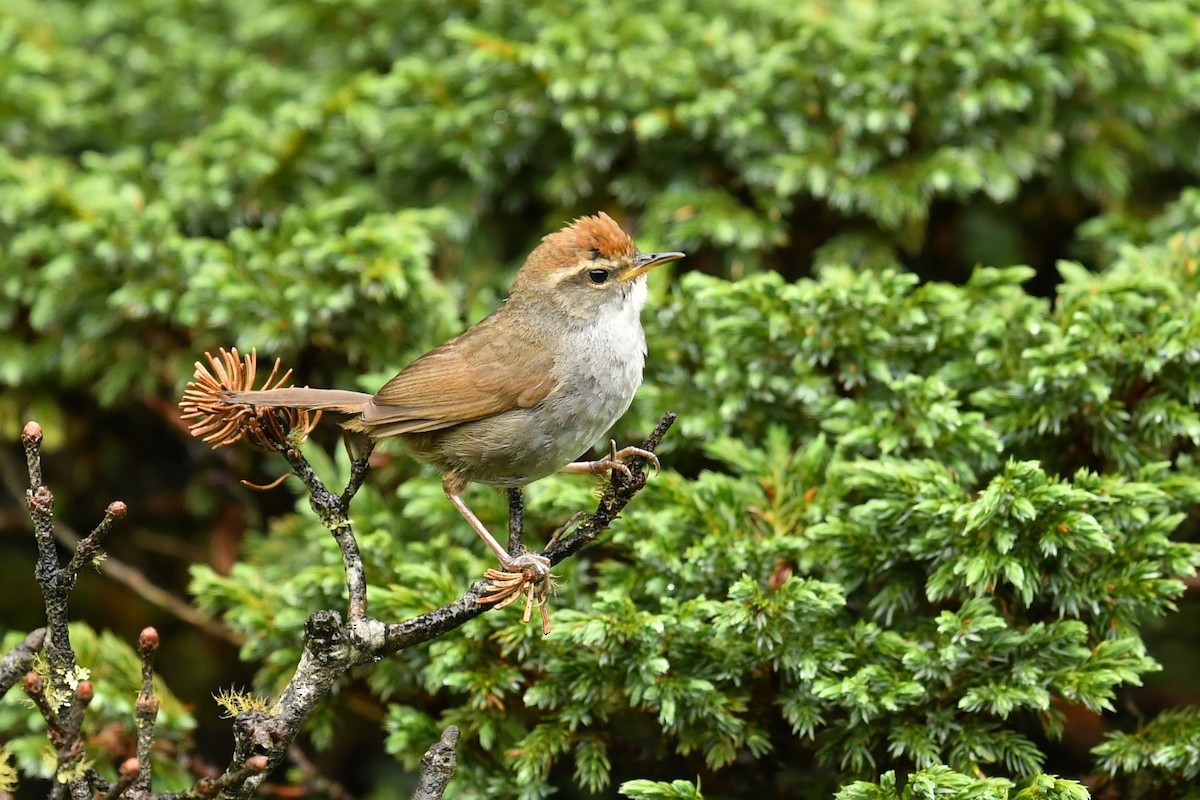 Gray-sided Bush Warbler - Qin Huang