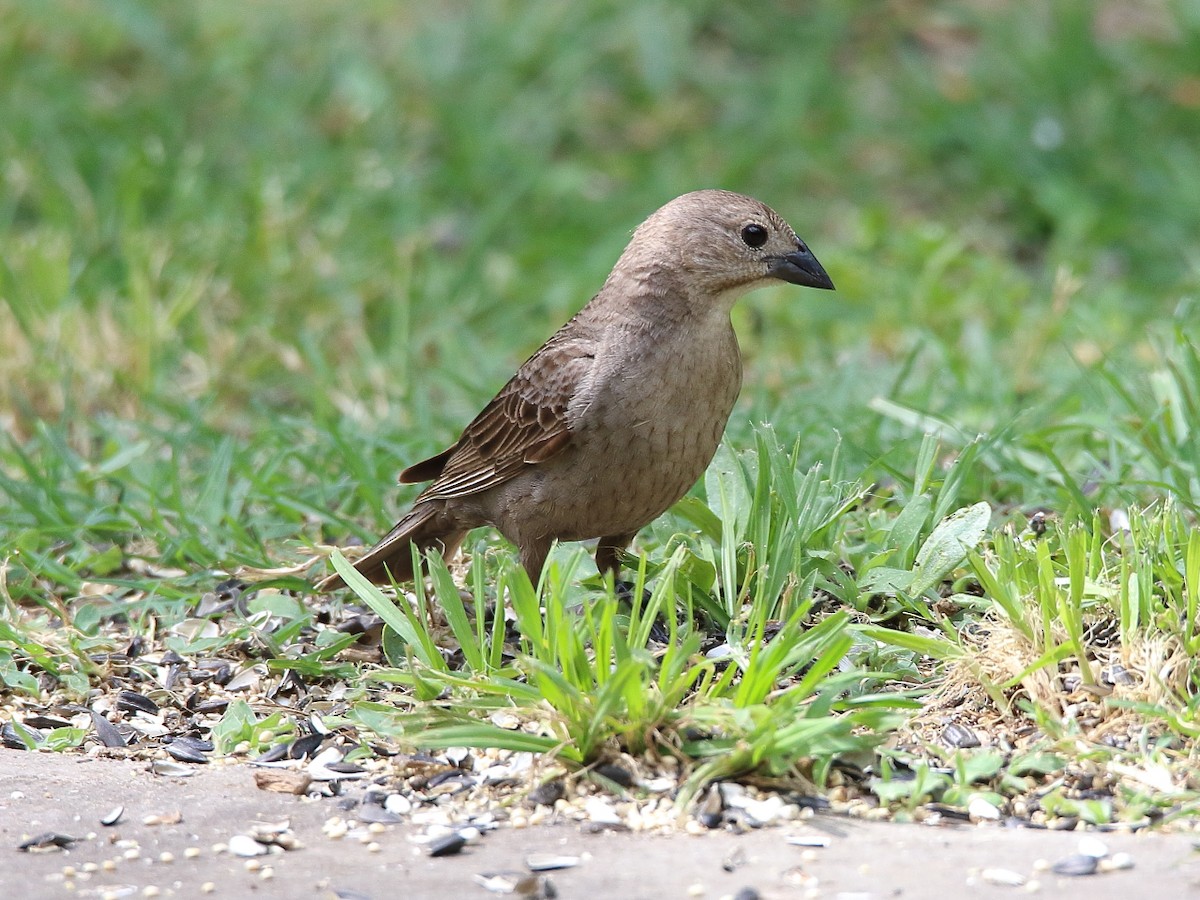 Brown-headed Cowbird - ML107160661