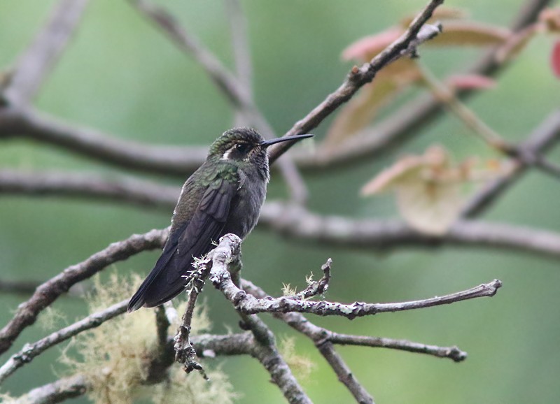 Amethyst-throated Mountain-gem (Violet-throated) - ML107161931