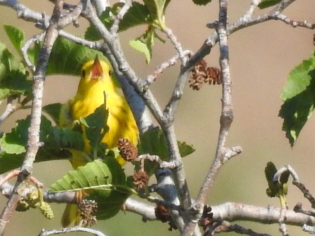 Yellow Warbler - John Fawcett
