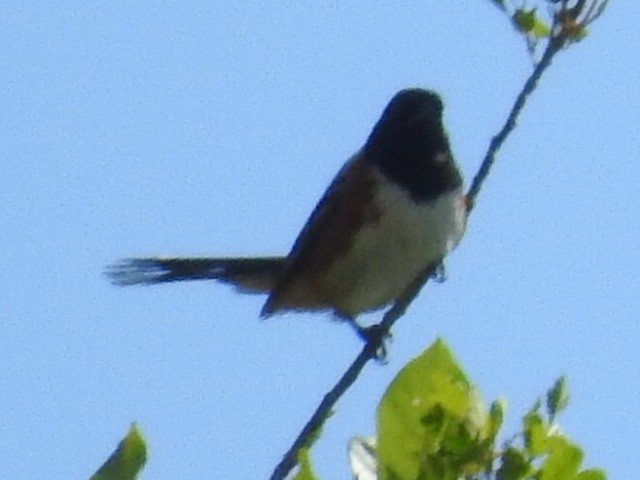 Spotted Towhee - John Fawcett