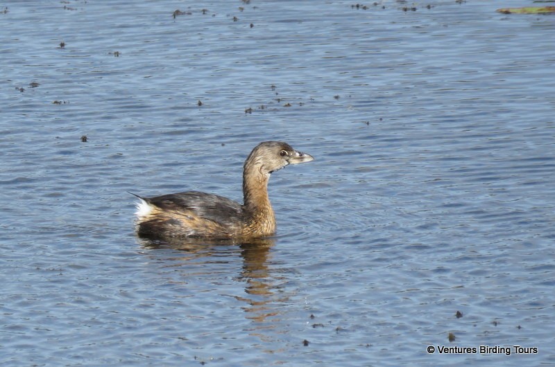 Pied-billed Grebe - Simon RB Thompson