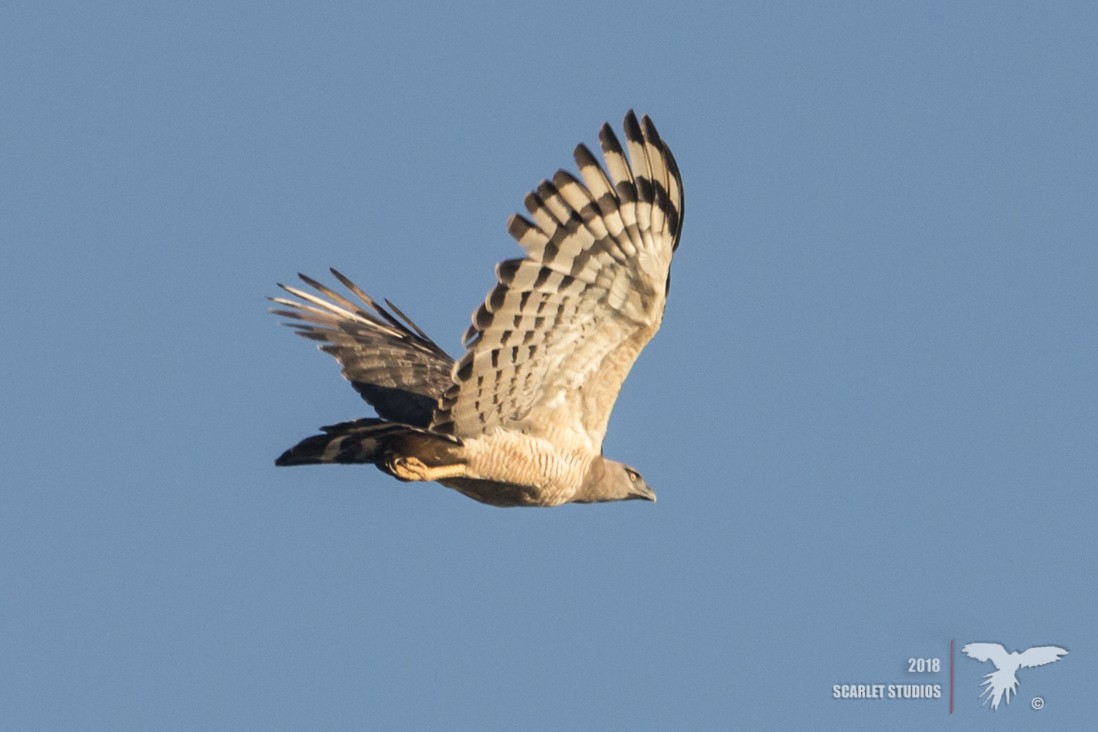 Crested Eagle - ML107164721