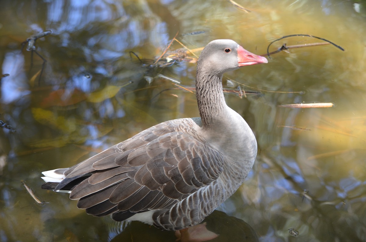 Graylag Goose (Domestic type) - ML107167791