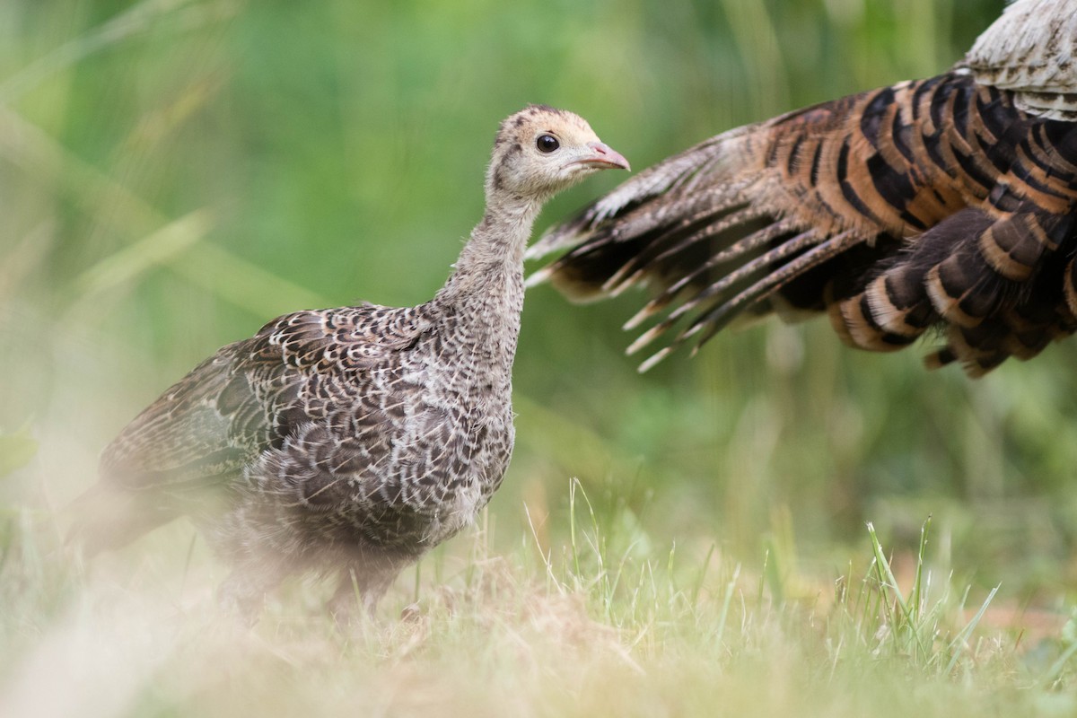 Wild Turkey - Doug Hitchcox
