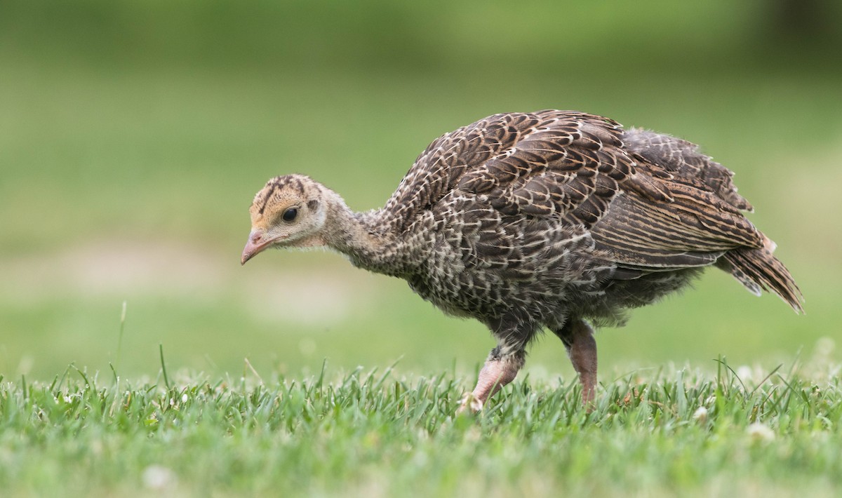 Wild Turkey - Doug Hitchcox