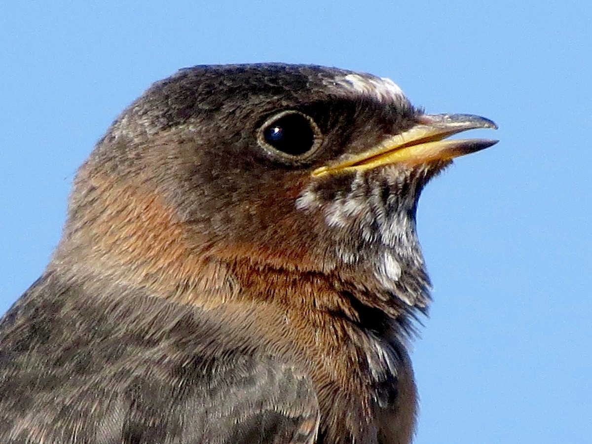 Cliff Swallow - Ted Floyd