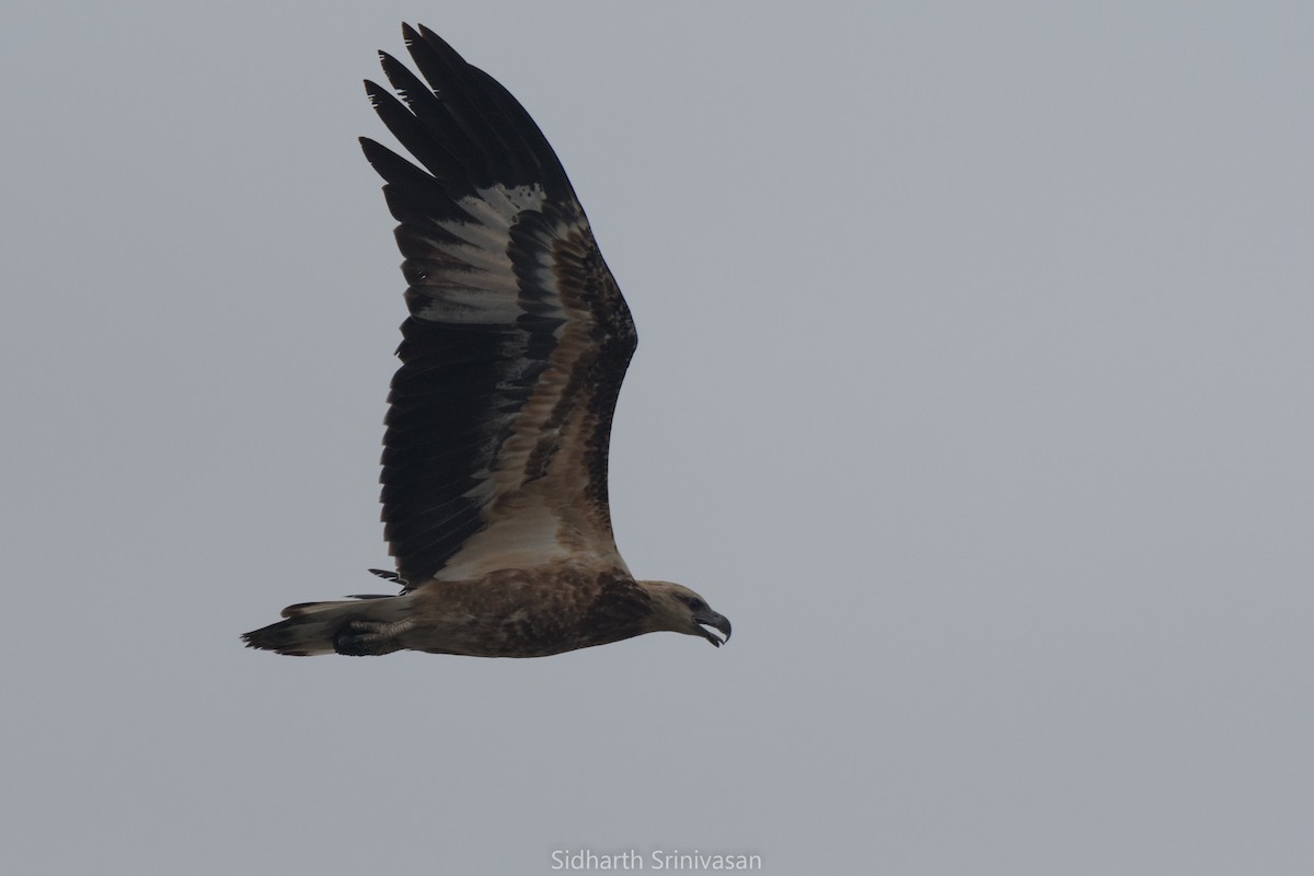 White-bellied Sea-Eagle - Sidharth Srinivasan