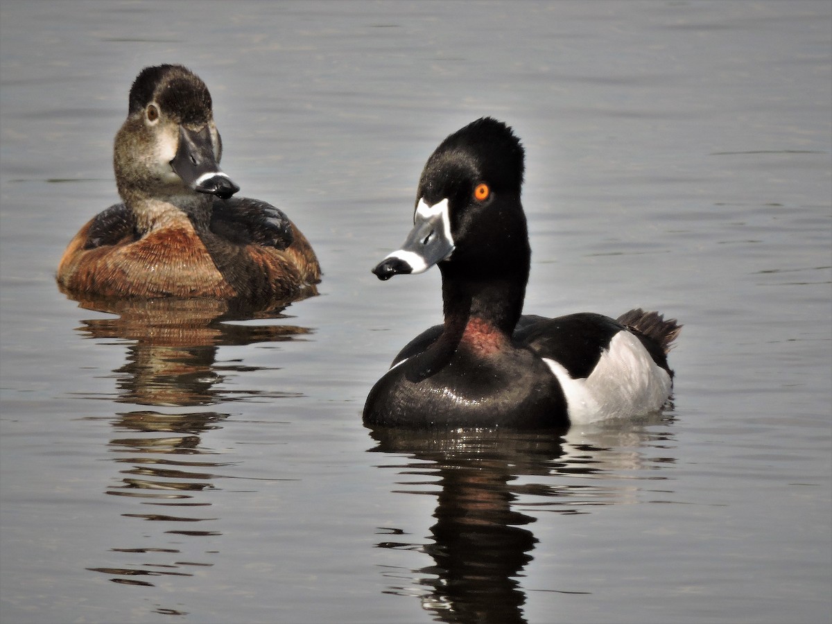 Ring-necked Duck - ML107168871