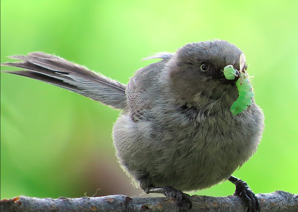 Bushtit - ML107169251