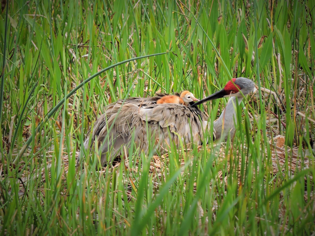 Sandhill Crane - ML107169331