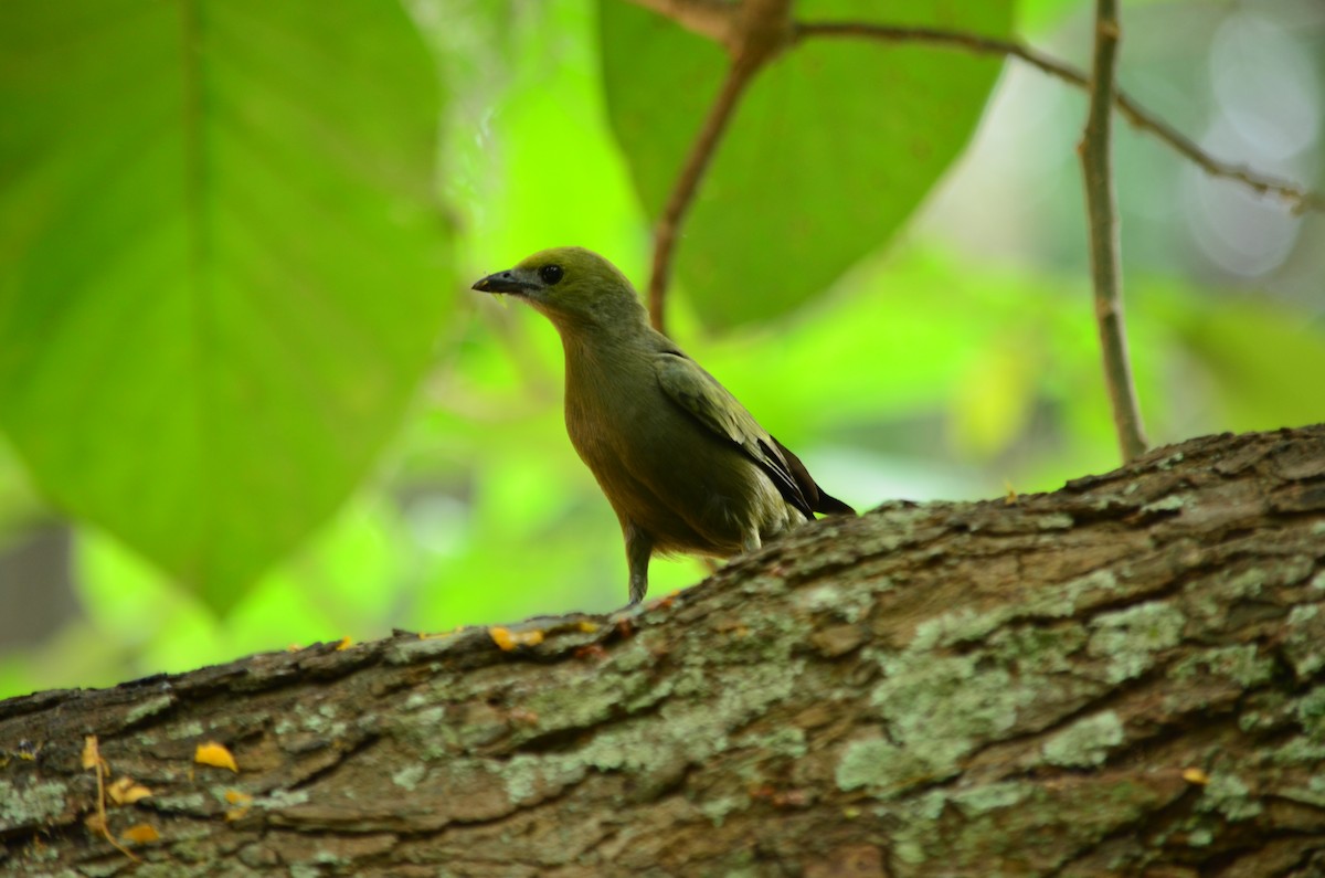 Palm Tanager - ML107169421