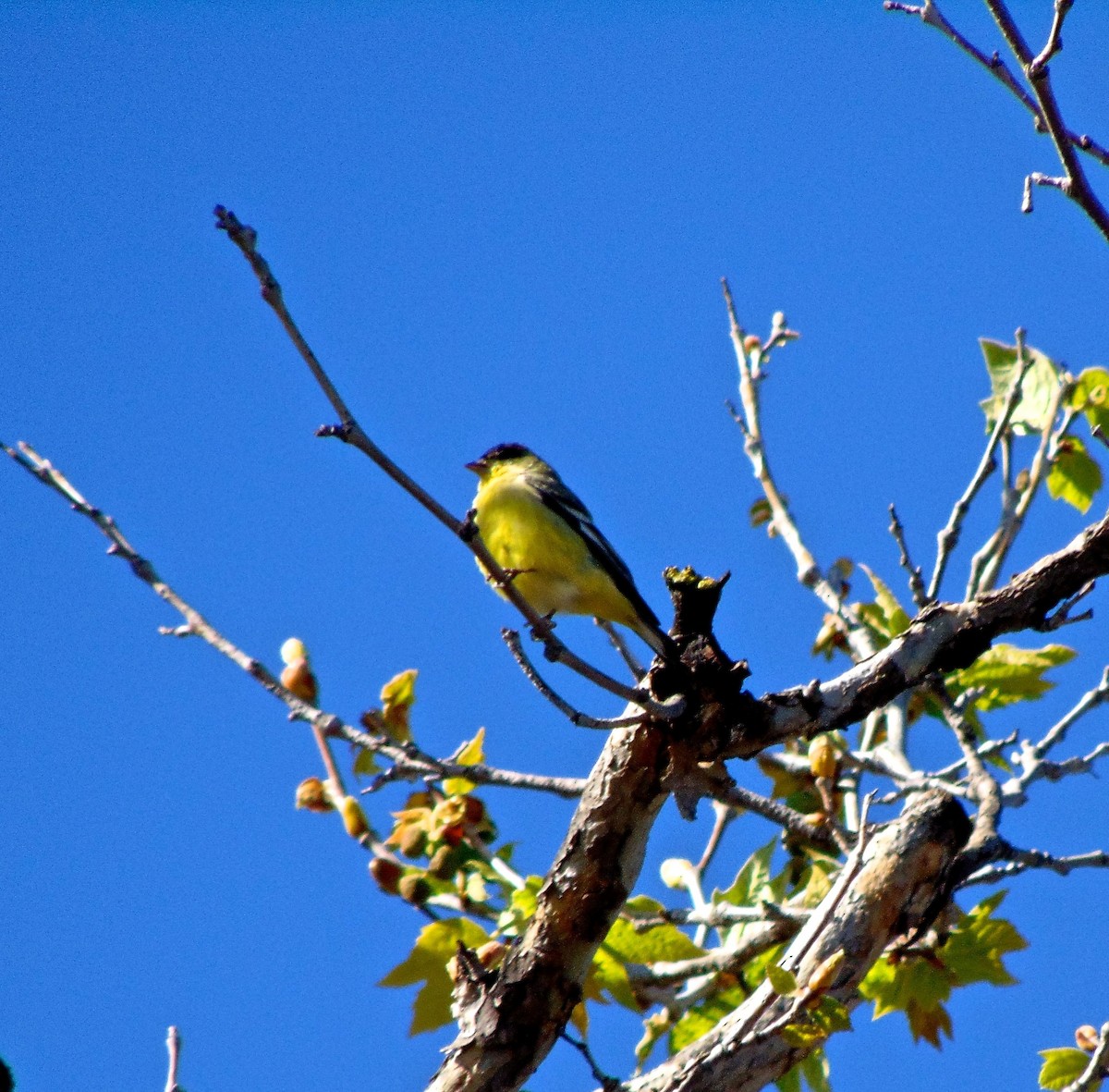 Lesser Goldfinch - Kisa Weeman