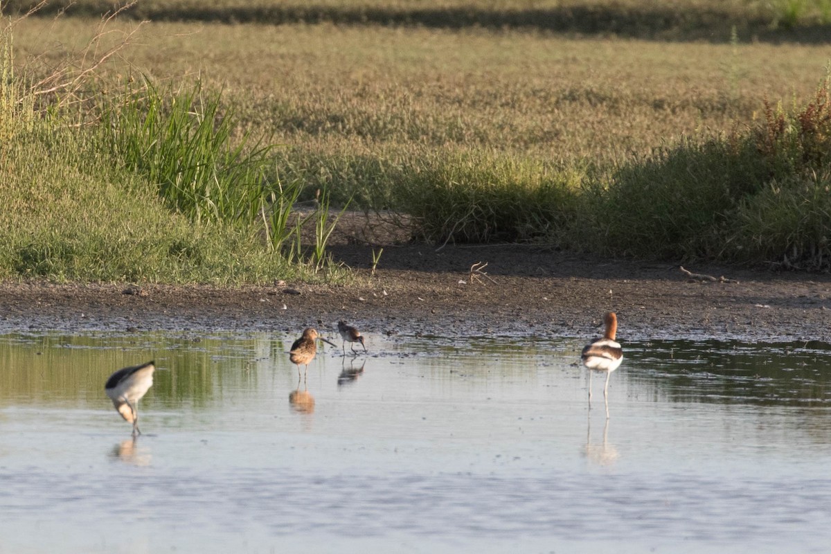 hvithalesvømmesnipe - ML107170061