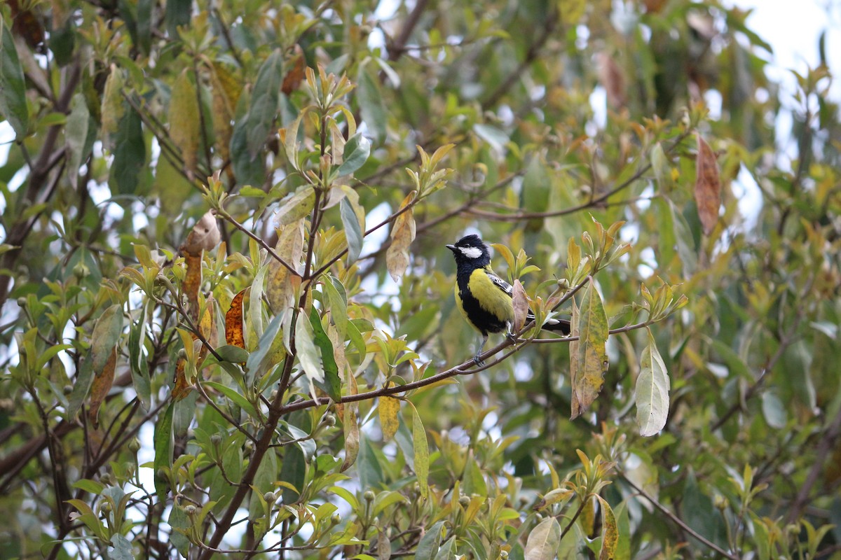 Green-backed Tit - ML107170151