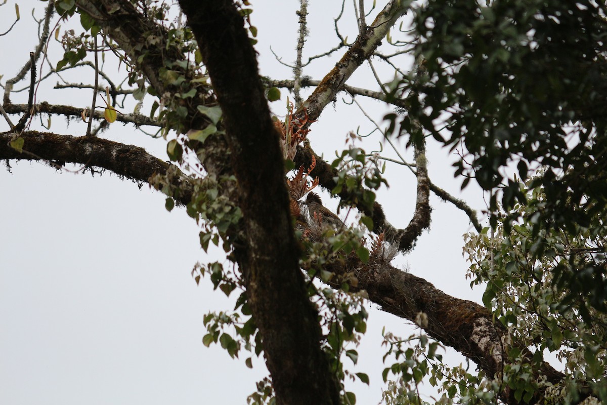 Striated Laughingthrush - ML107171111