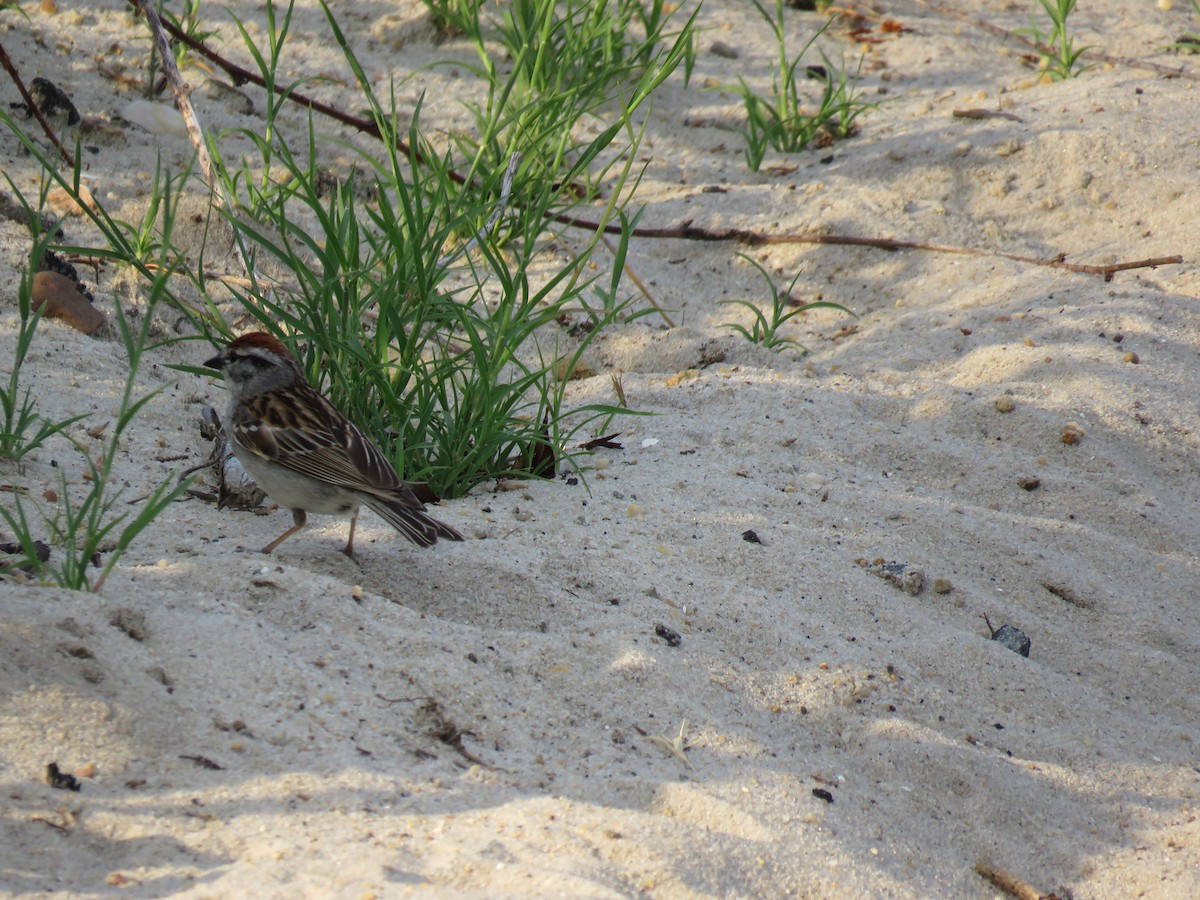 Chipping Sparrow - Roger Debenham