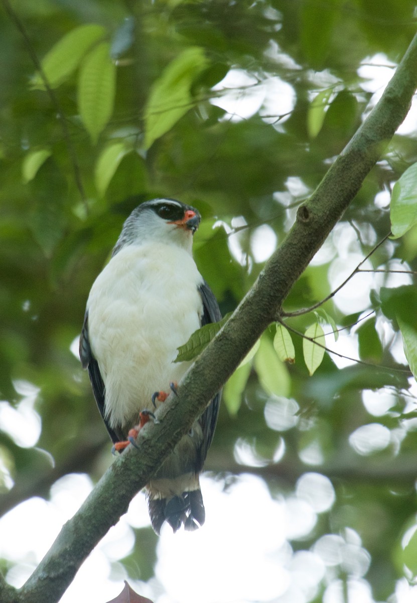 White-browed Hawk - ML107171791