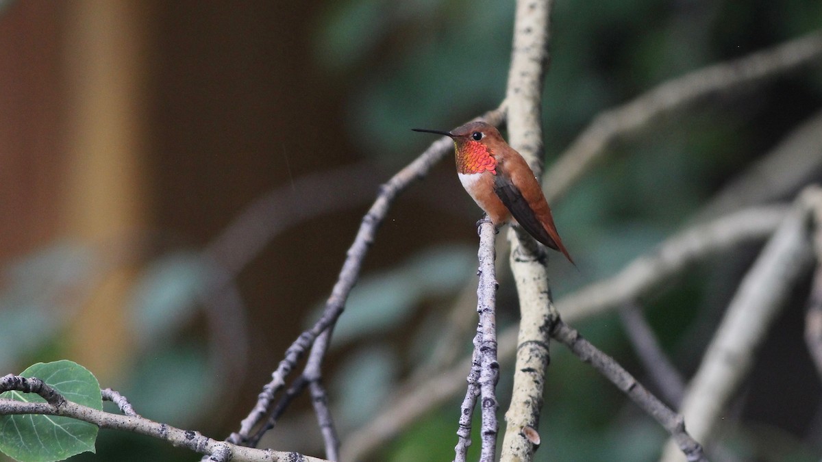 Rufous Hummingbird - Eric Hynes