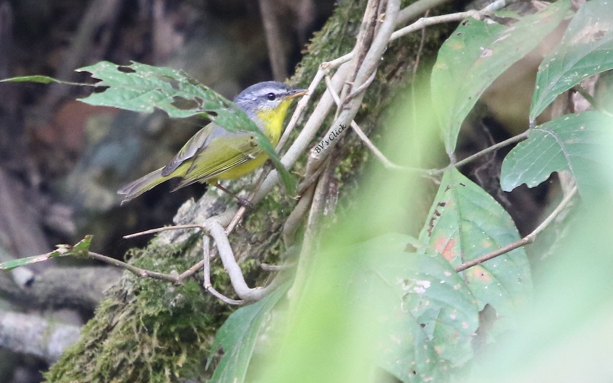 Gray-hooded Warbler - ML107172391