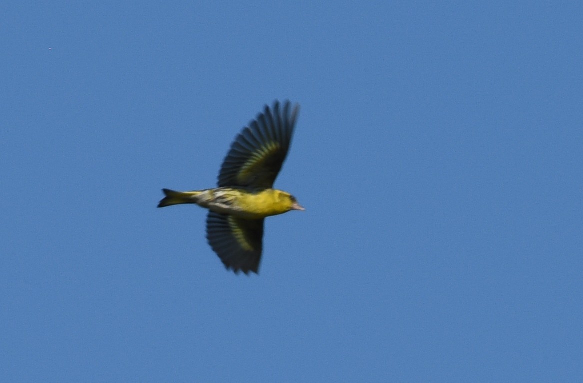 Eurasian Siskin - ML107172631