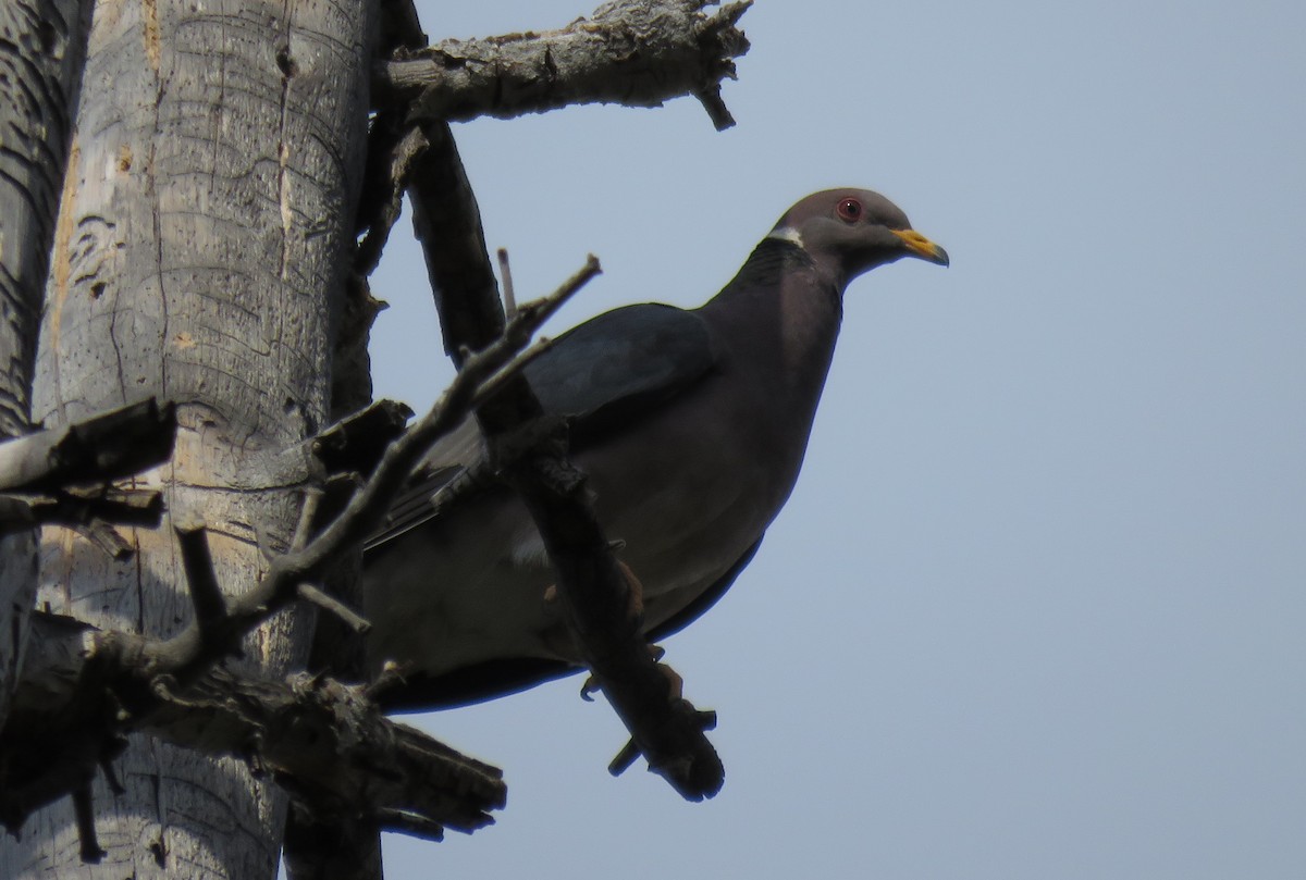 Band-tailed Pigeon - ML107173921