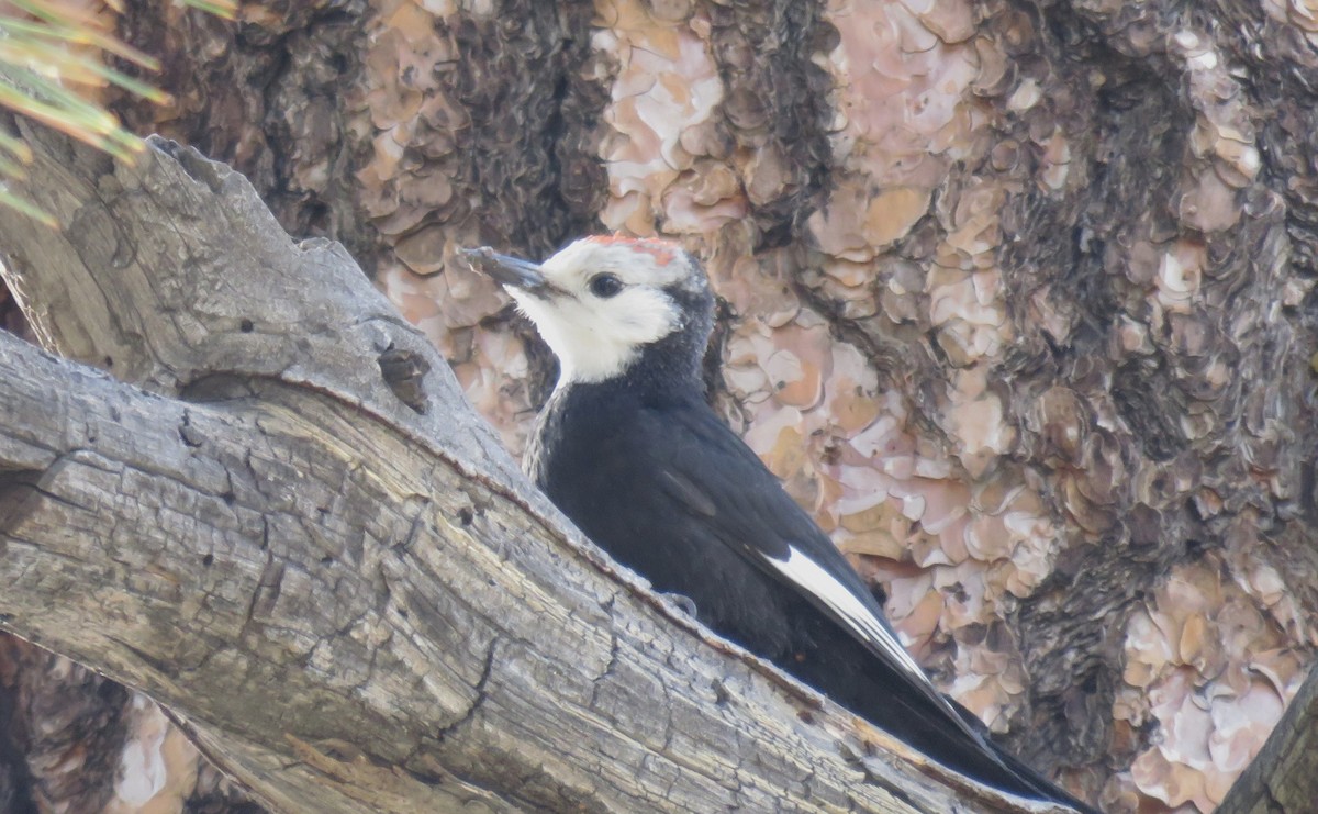 White-headed Woodpecker - ML107173981