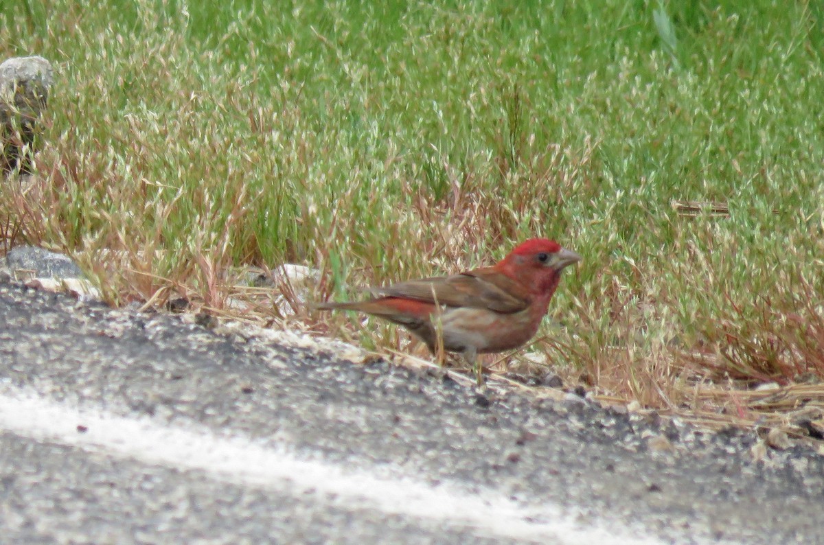 Purple Finch - ML107174161