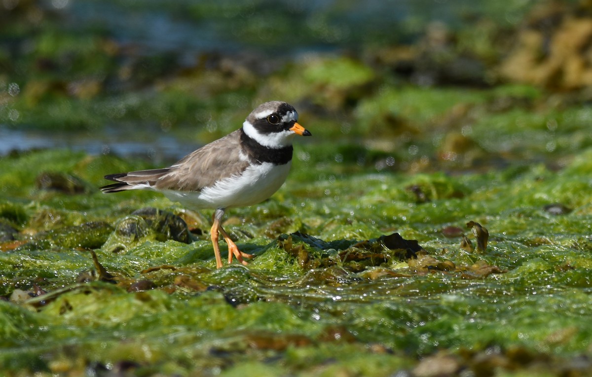 Common Ringed Plover - ML107176001