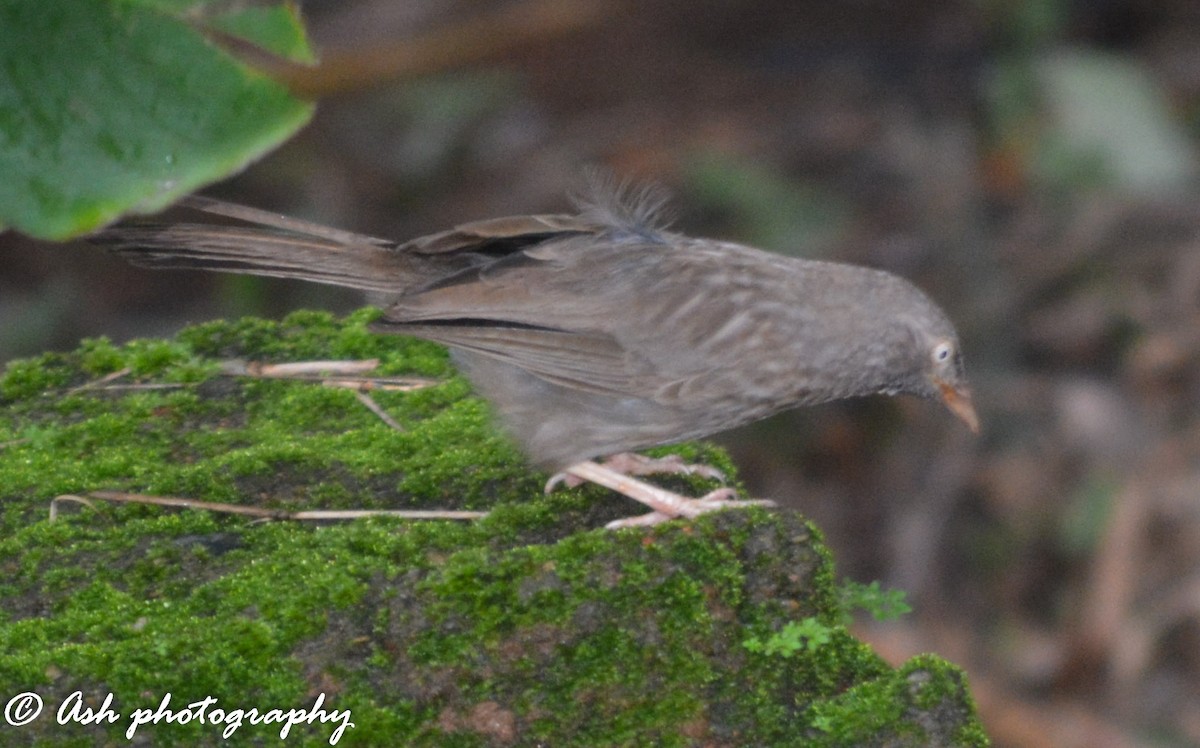 Jungle Babbler - ML107176571