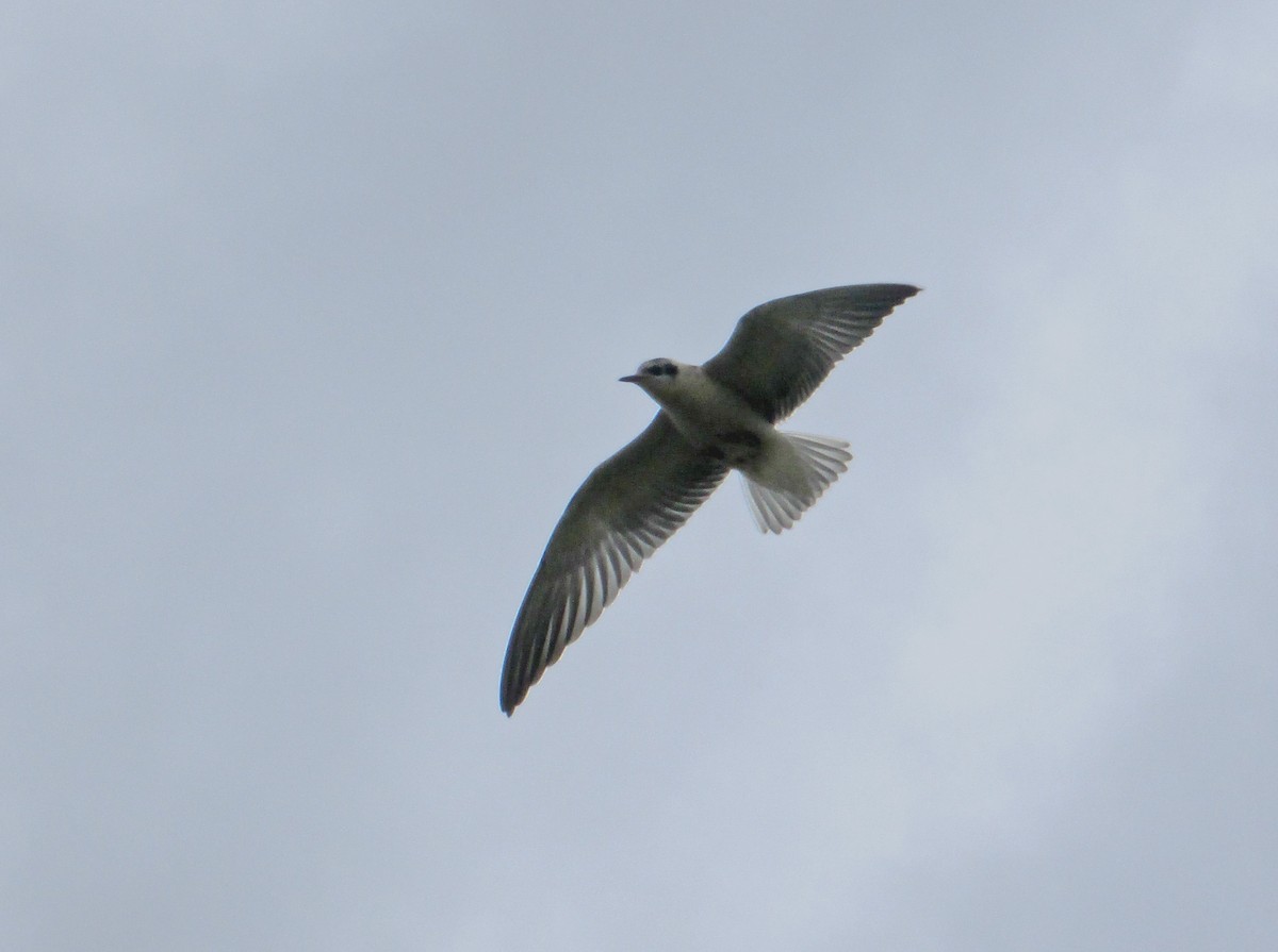White-winged Tern - gab zeke