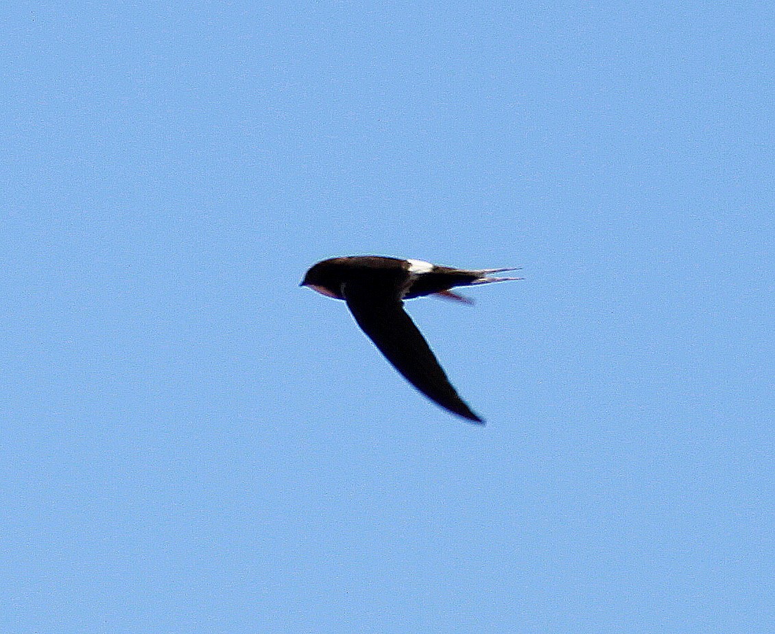 White-rumped Swift - ML107177841