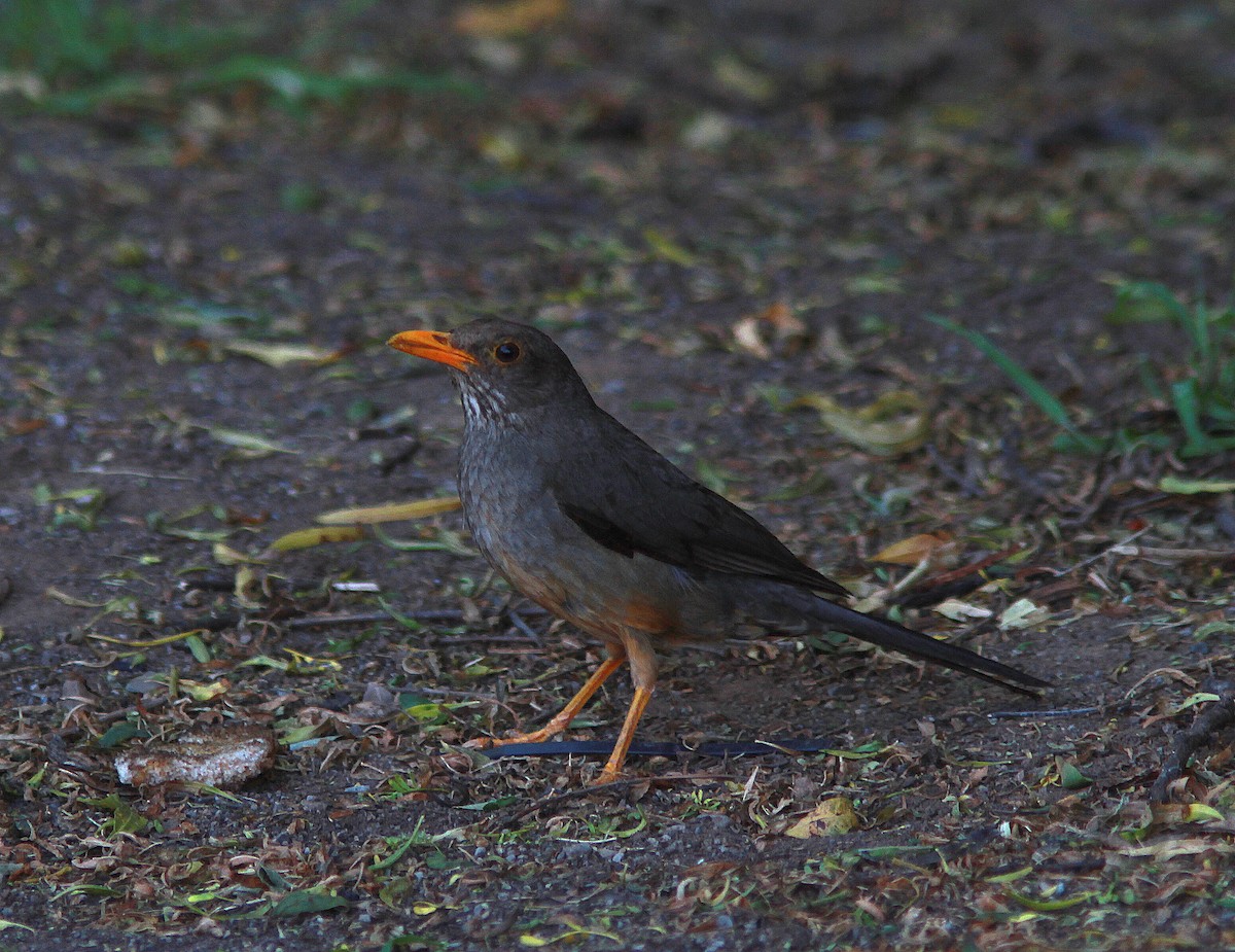 Karoo Thrush - ML107177921