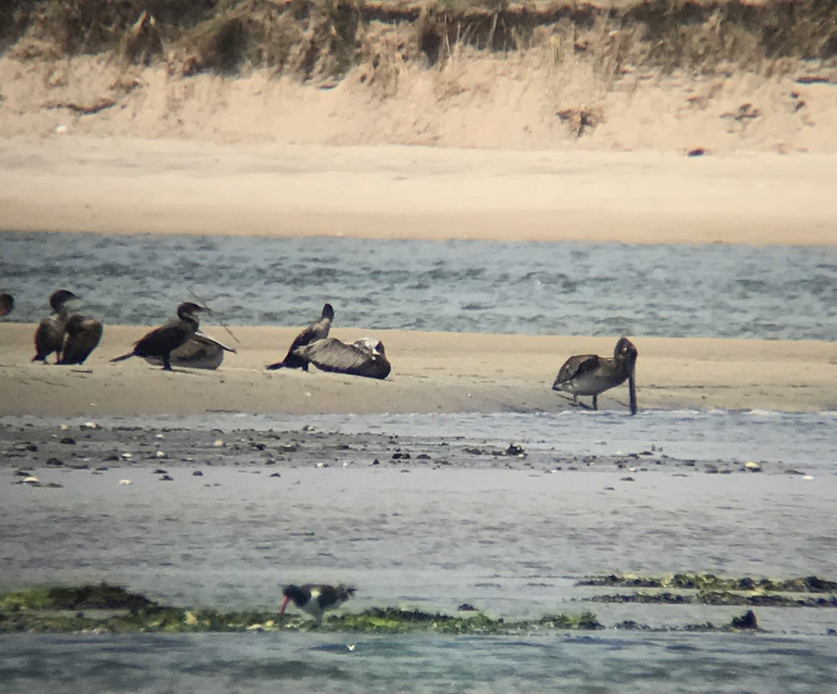 Brown Pelican - ML107180611