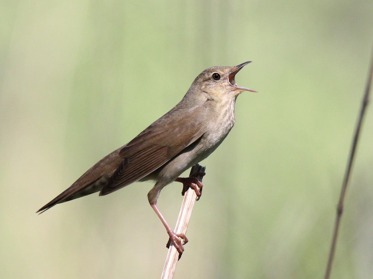 River Warbler - Andrey Vlasenko