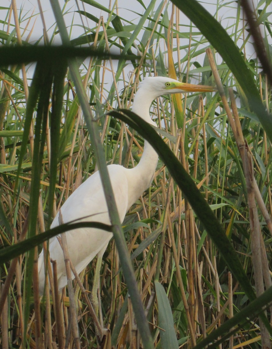 Great Egret - ML107183071