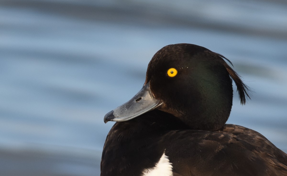 Tufted Duck - Sean Sime