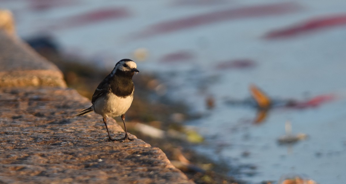 White Wagtail (British) - Sean Sime