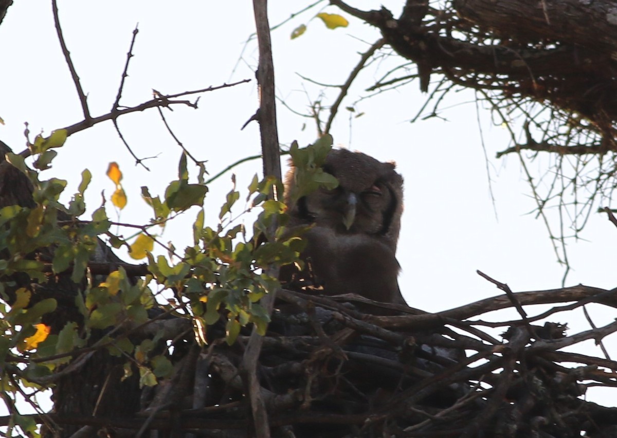 Verreaux's Eagle-Owl - ML107190801