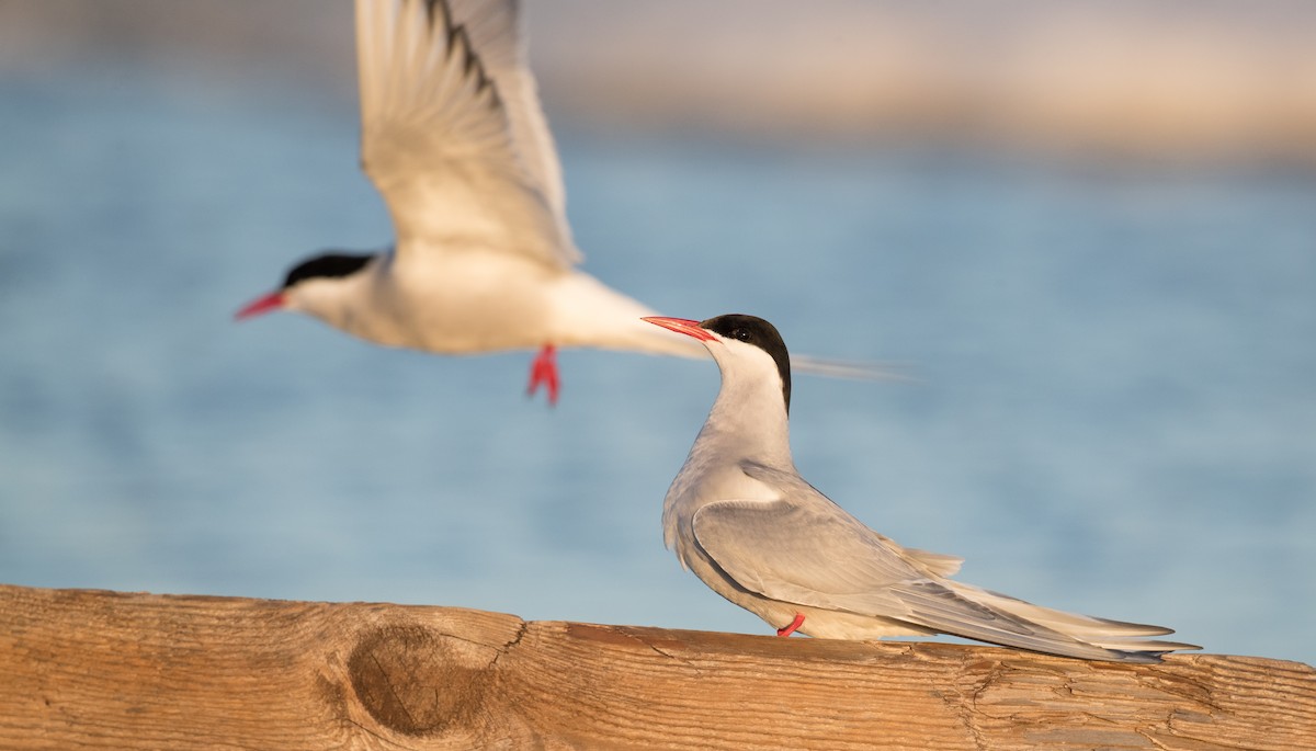 Arctic Tern - ML107191471