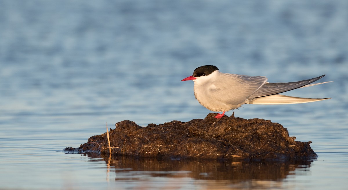 Arctic Tern - ML107191491