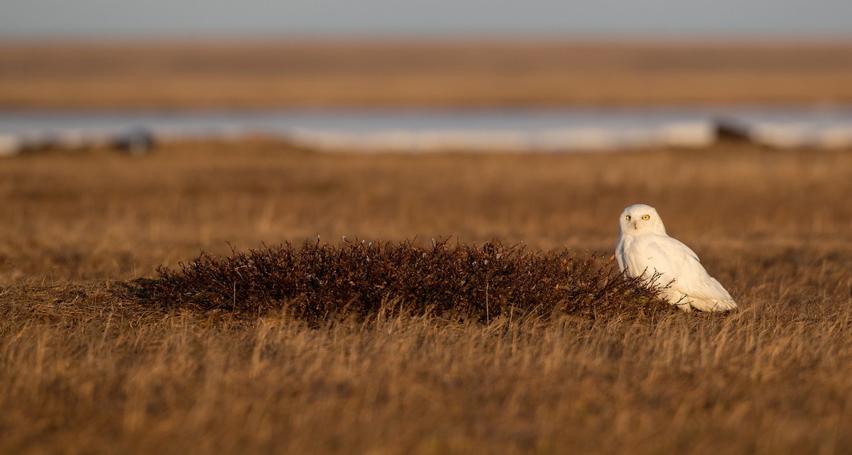 Snowy Owl - ML107191731