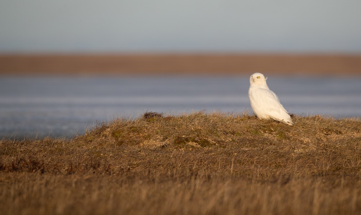 Snowy Owl - ML107191751