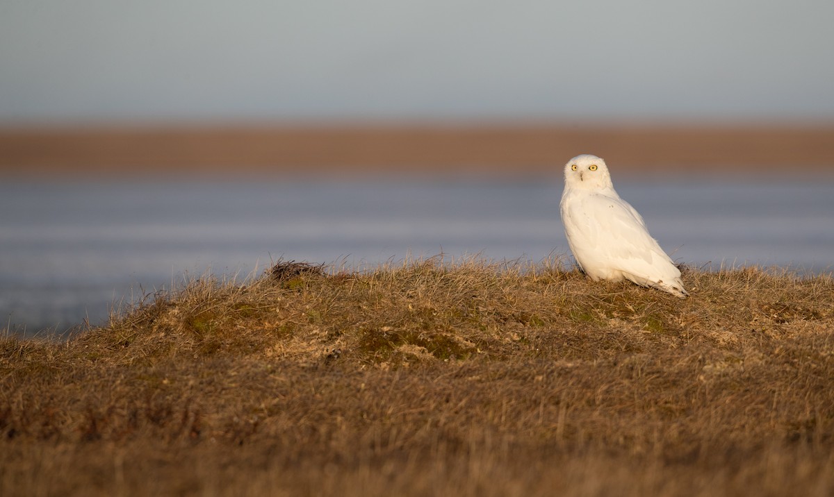 Snowy Owl - ML107191761