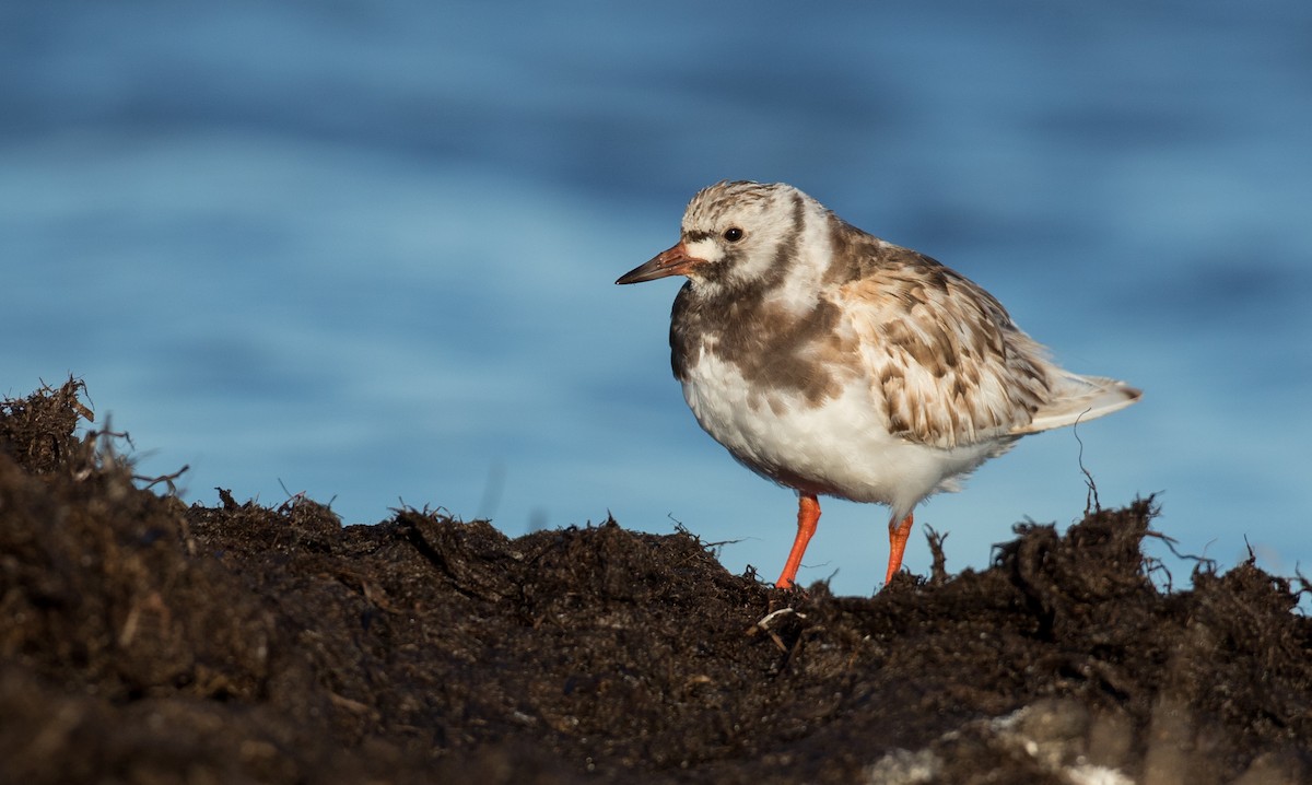 Ruddy Turnstone - ML107191891