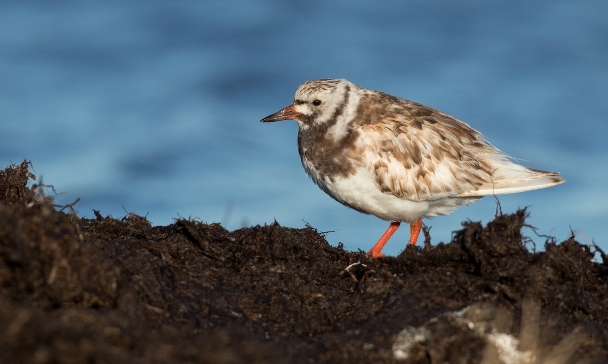 Ruddy Turnstone - ML107191901