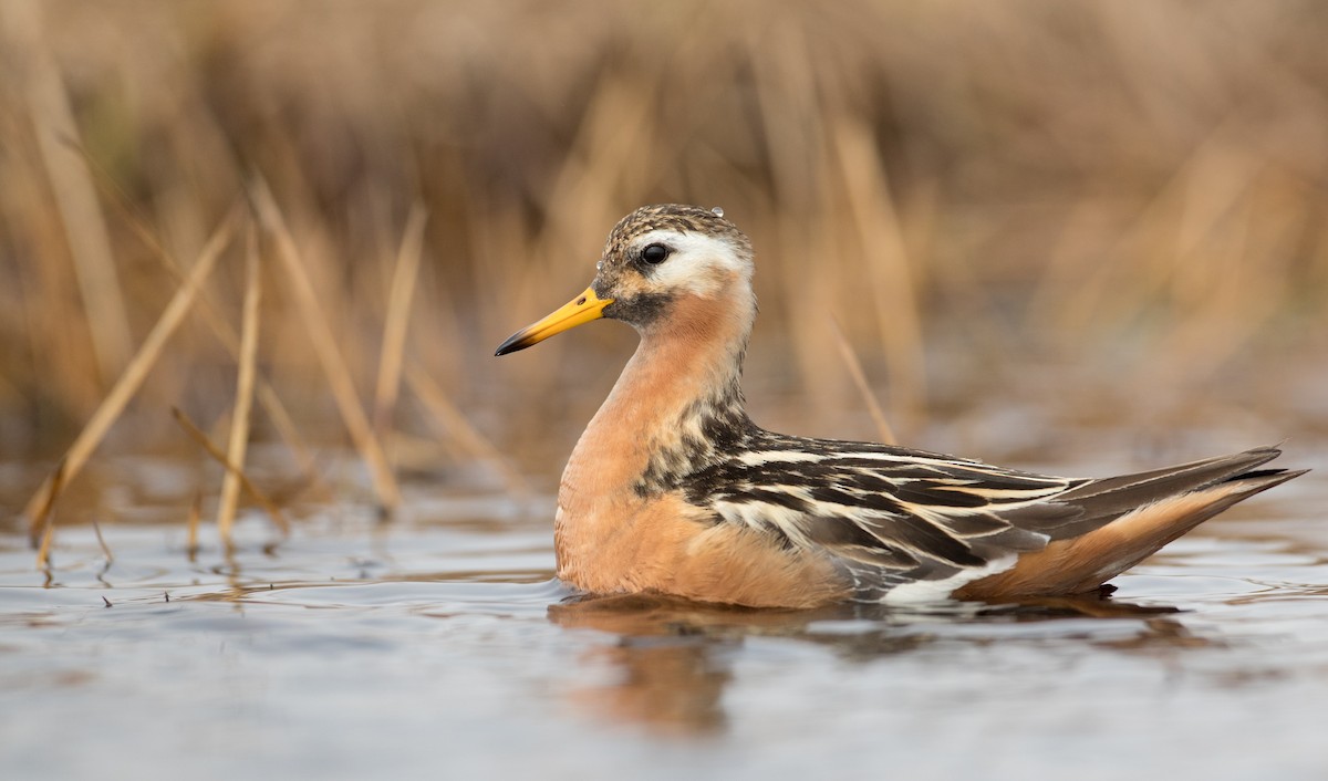 Red Phalarope - ML107192451