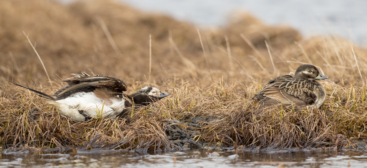 Long-tailed Duck - Ian Davies