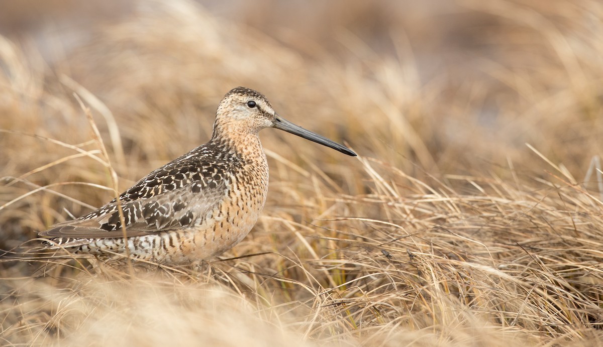 Long-billed Dowitcher - Ian Davies