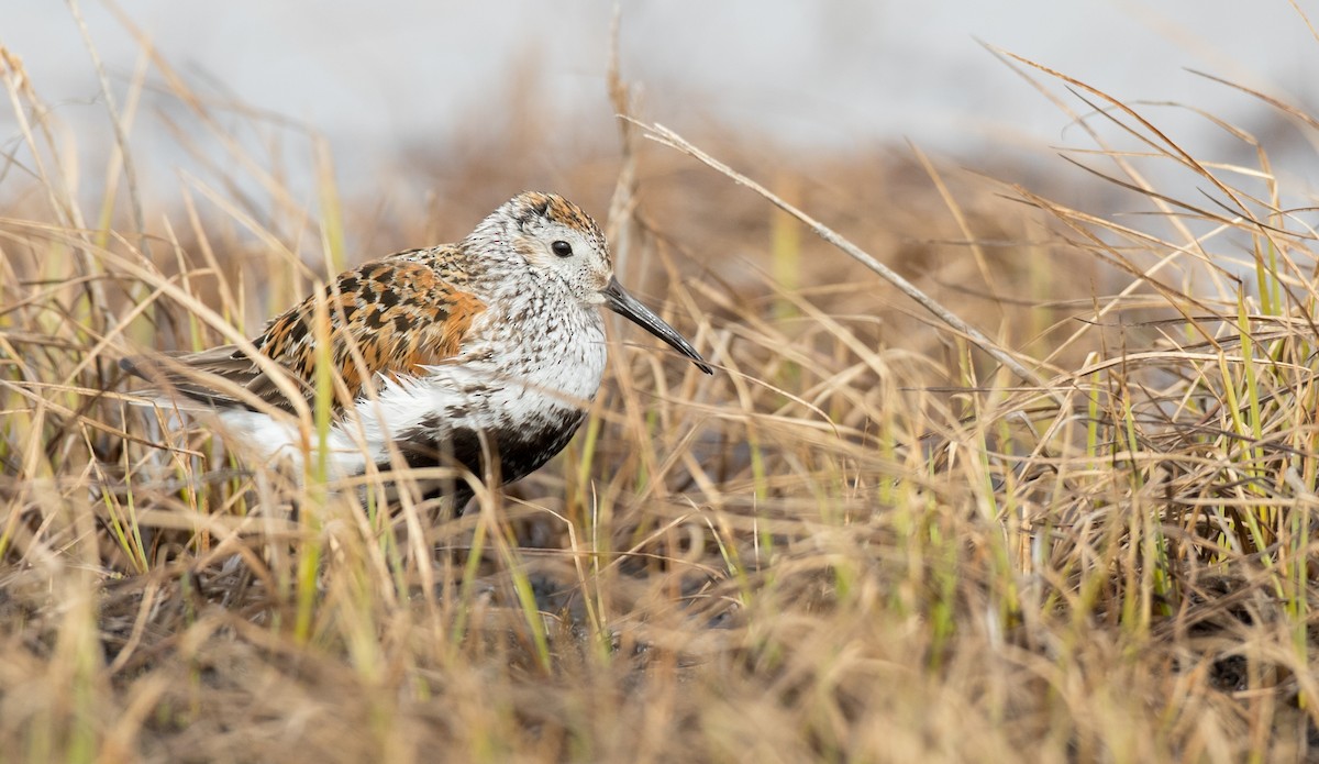 Dunlin (pacifica/arcticola) - Ian Davies